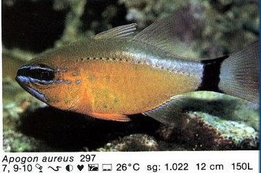 Apogon aureus